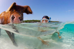 SWIM WITH PIGS